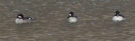 Bufflehead - ML646902783