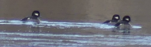 Bufflehead - ML646902784