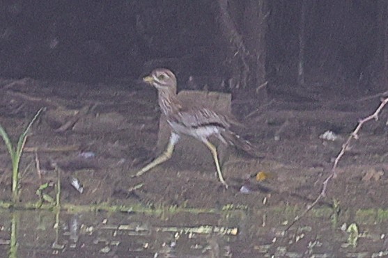 Лежень річковий - ML646902786