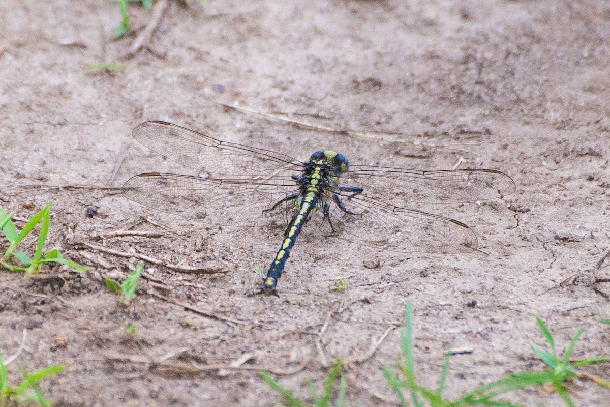 Animals - ML646902788