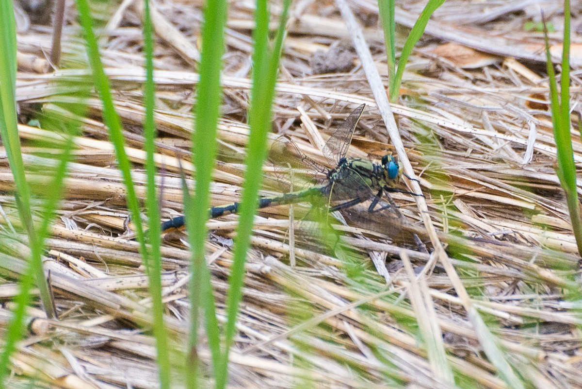 Animals - ML646902789