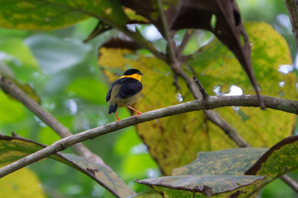 Golden-collared Manakin - ML646902792