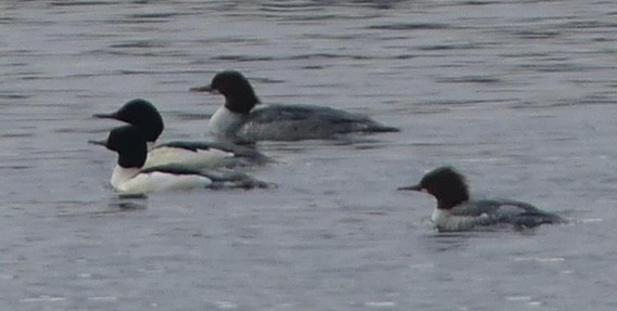 Smergo maggiore - ML646902794