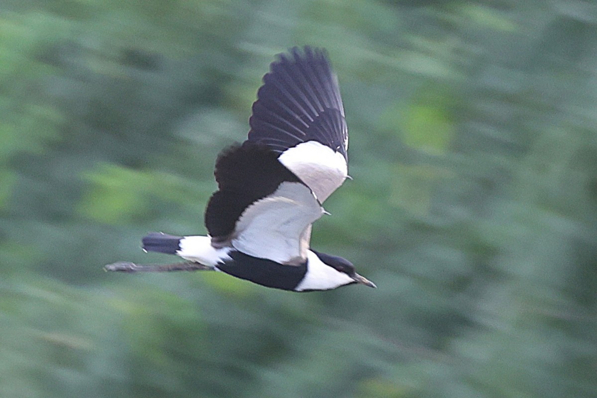 Spur-winged Lapwing - ML646902796