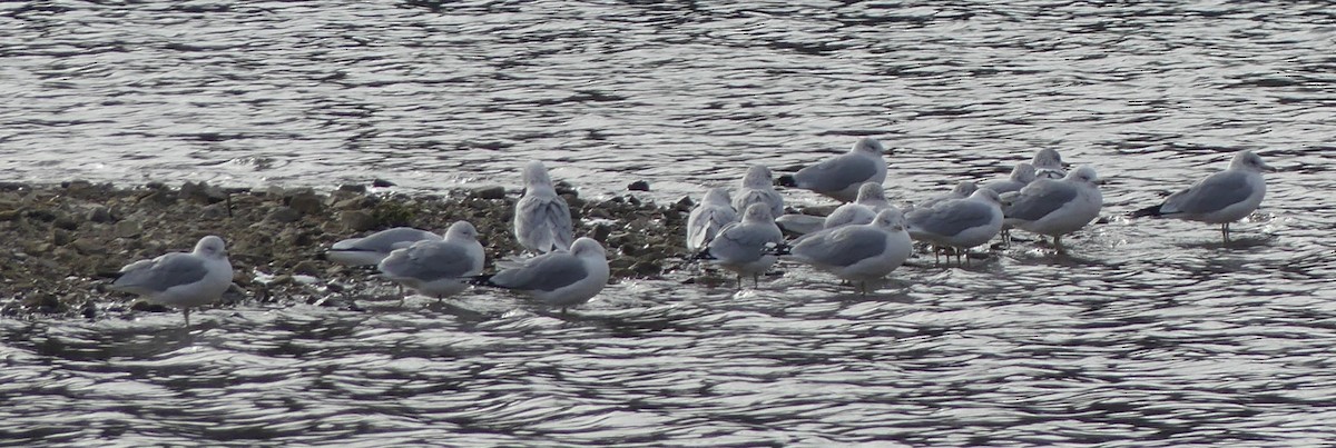 Gavina americana - ML646902806