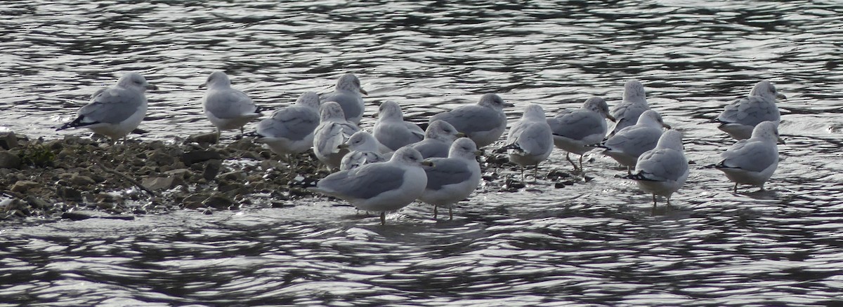 Gavina americana - ML646902808