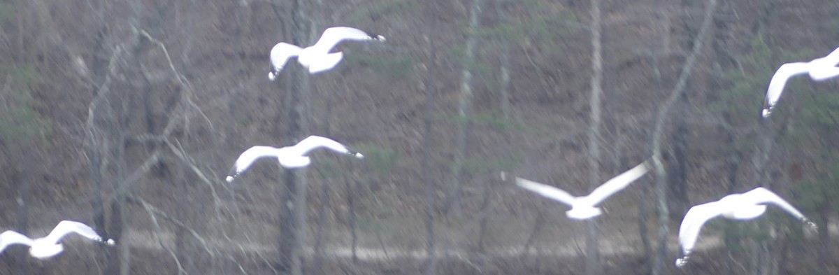 Gavina americana - ML646902809