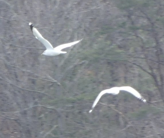 Gavina americana - ML646902810