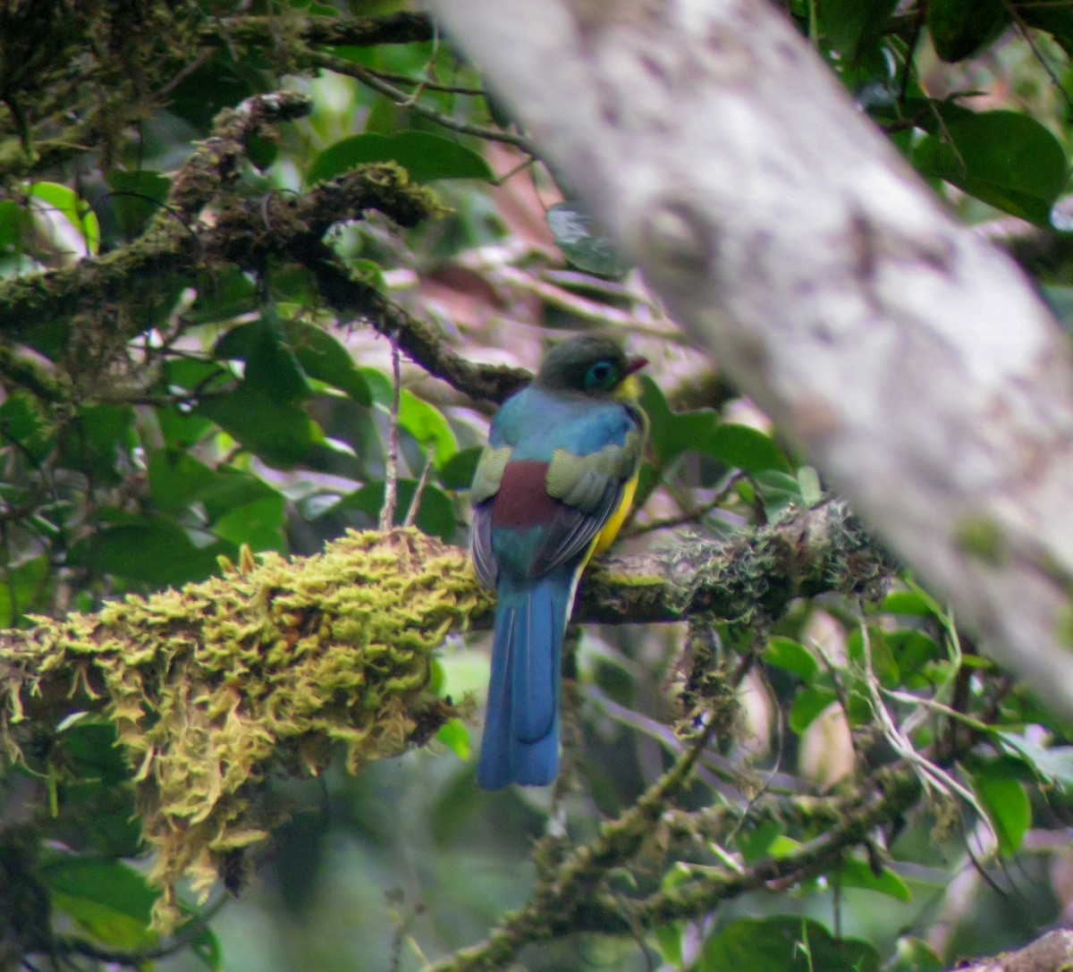 スマトラキヌバネドリ - ML646902811