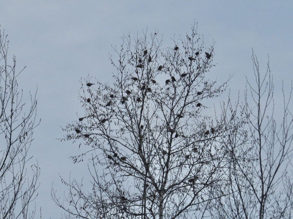 Pardillo Sizerín (norteño) - ML646902812