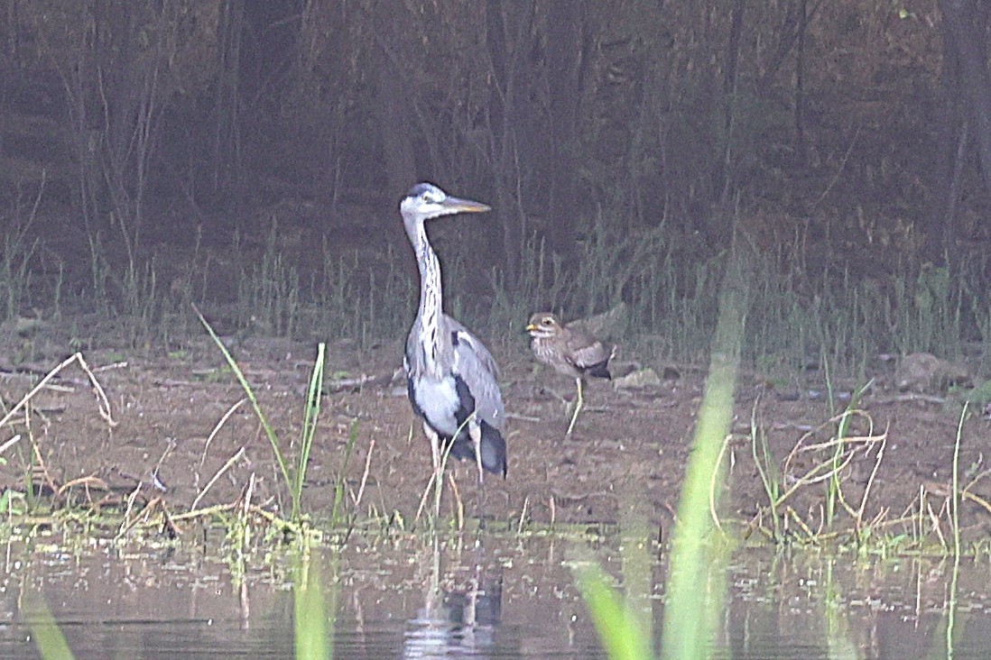 Gray Heron - ML646902813