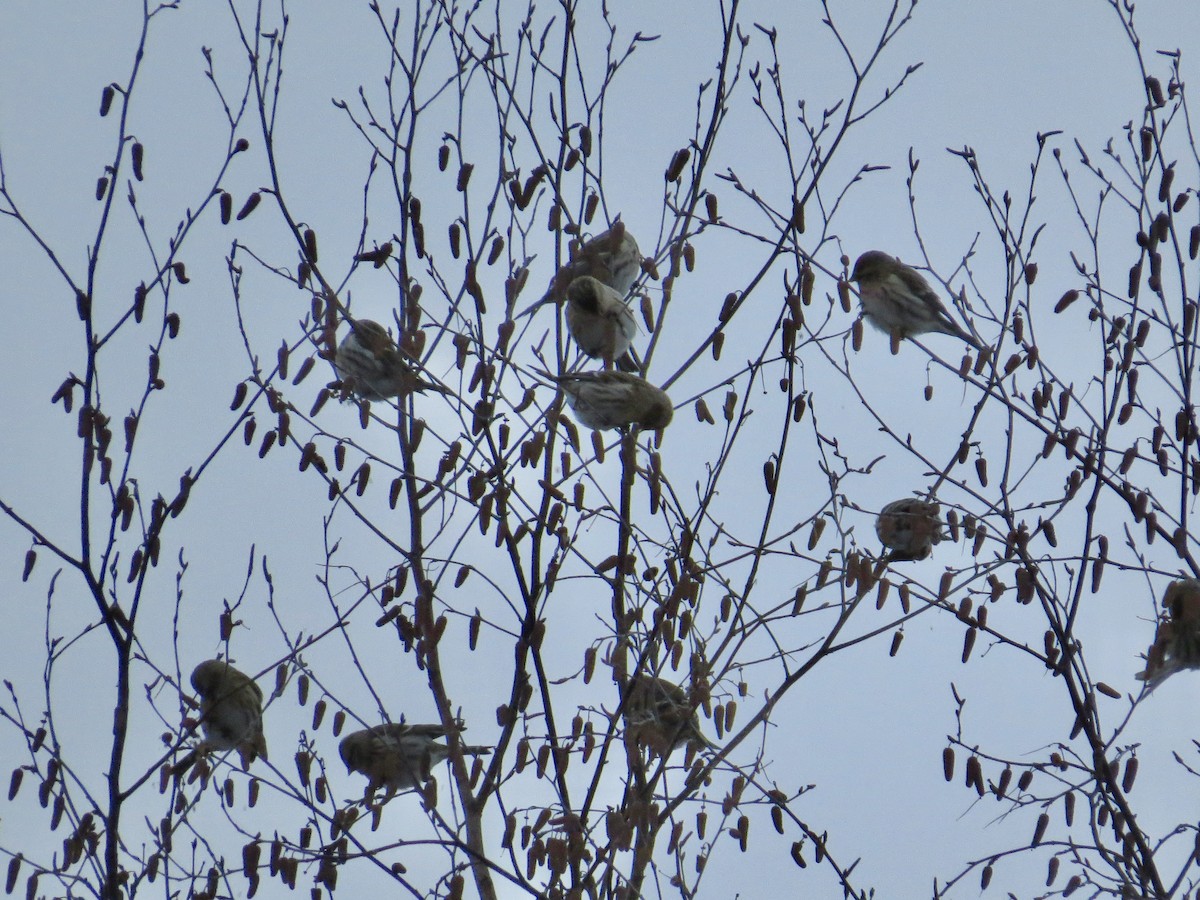 Pardillo Sizerín (norteño) - ML646902816