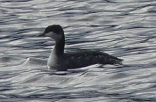 Svasso cornuto - ML646902817