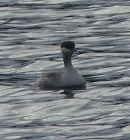 Svasso cornuto - ML646902818