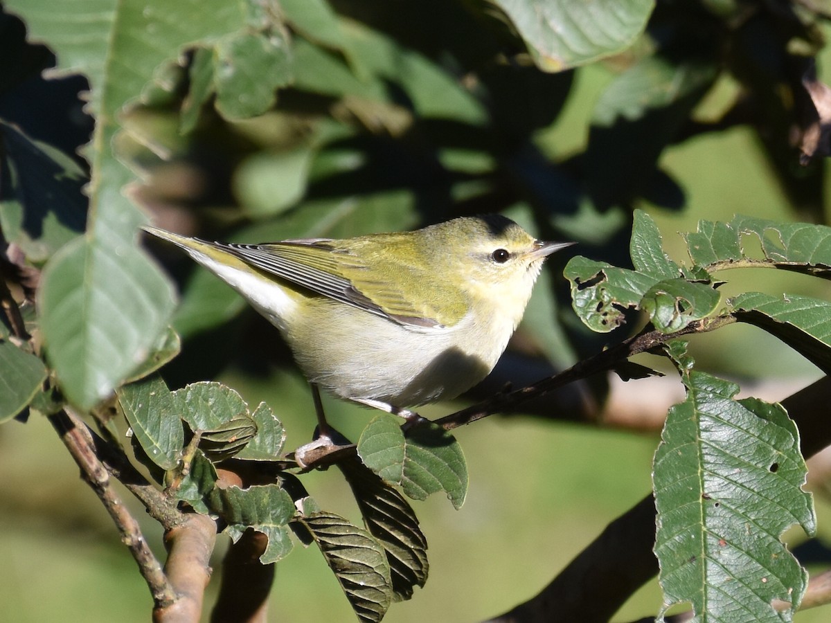 Tennessee Warbler - ML646902819
