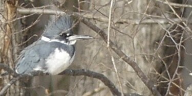 Belted Kingfisher - ML646902821