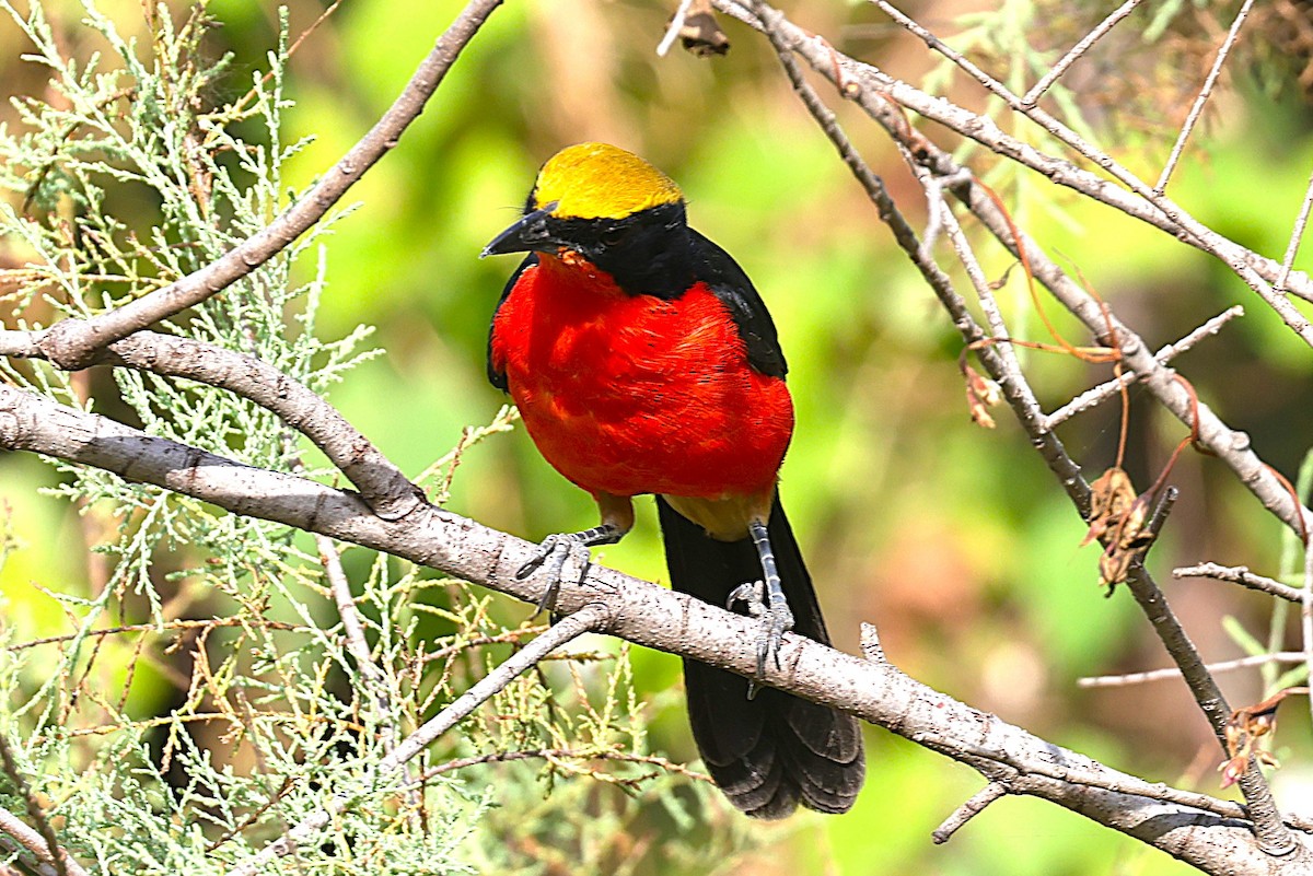 Yellow-crowned Gonolek - ML646902825