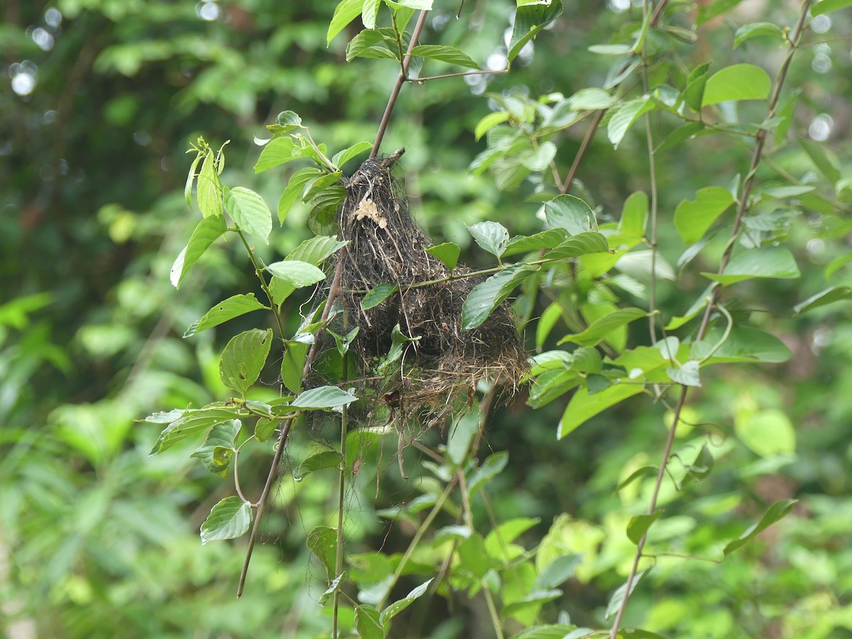 Ochre-lored Flatbill - ML646902826