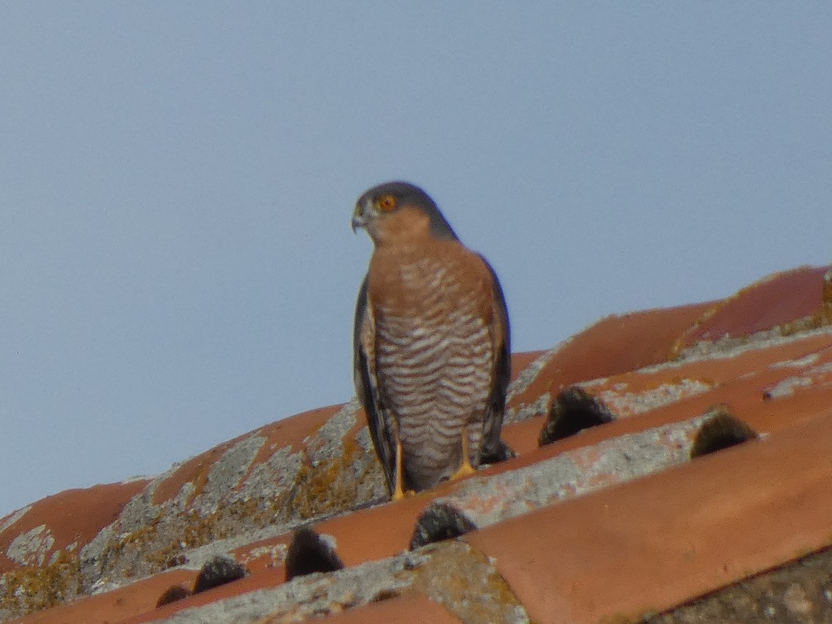 Gabirai arrunta - ML646902827