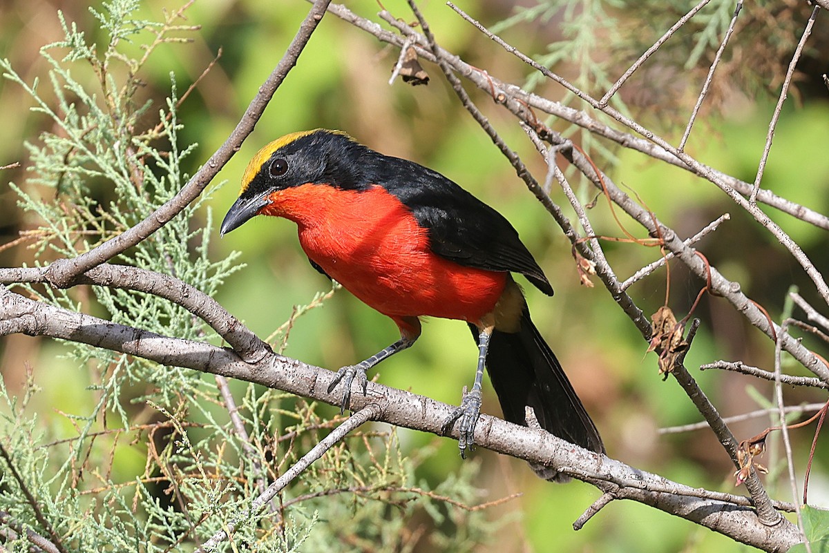 Yellow-crowned Gonolek - ML646902834