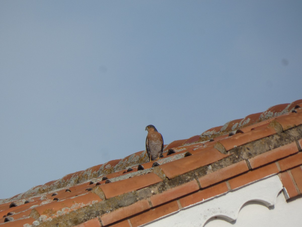 Gabirai arrunta - ML646902838