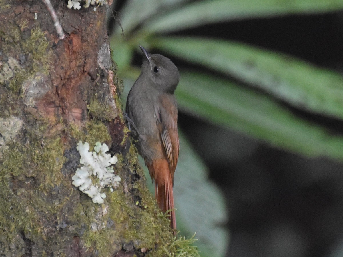 Olivaceous Woodcreeper - ML646902841