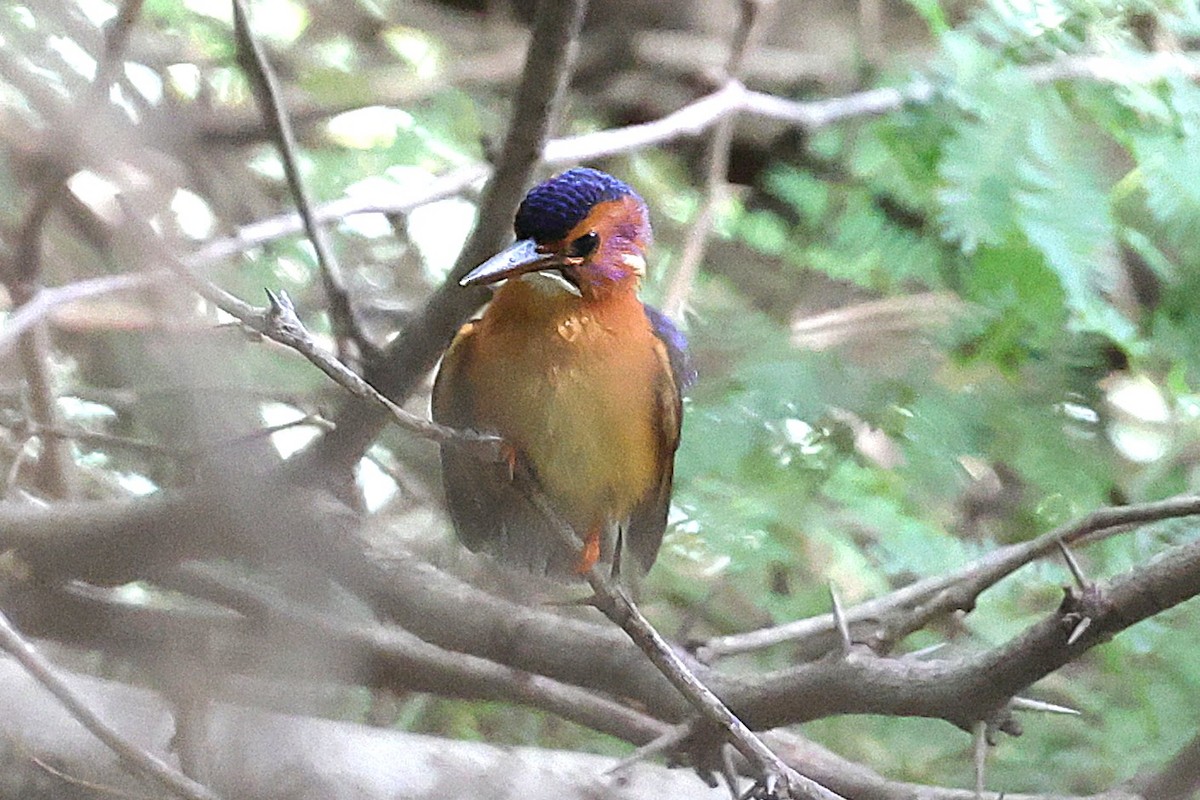African Pygmy Kingfisher - ML646902844