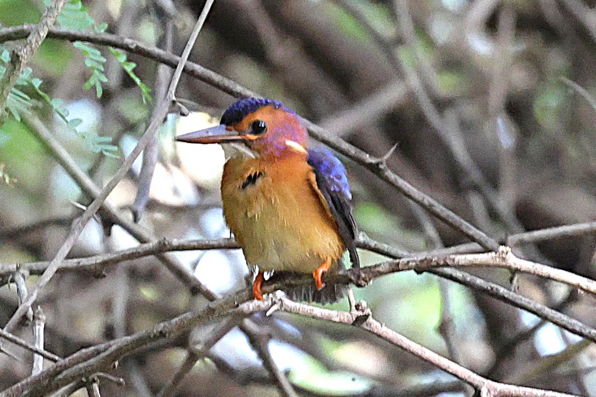 African Pygmy Kingfisher - ML646902845