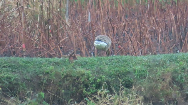 husa velká - ML646902849