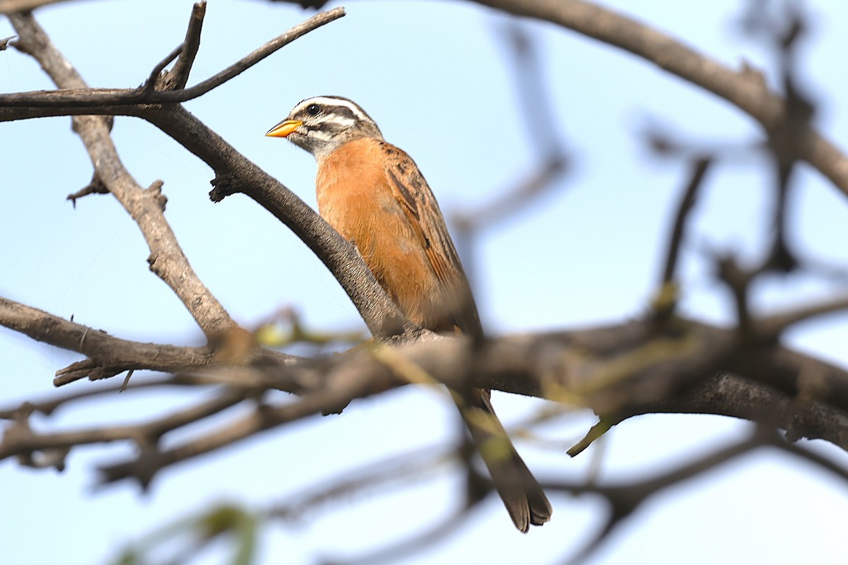 Gosling's Bunting - ML646902858