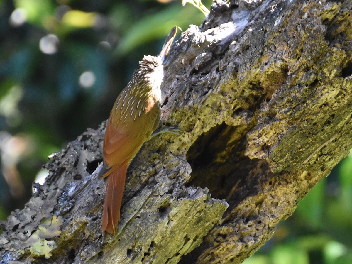 Streak-headed Woodcreeper - ML646902859