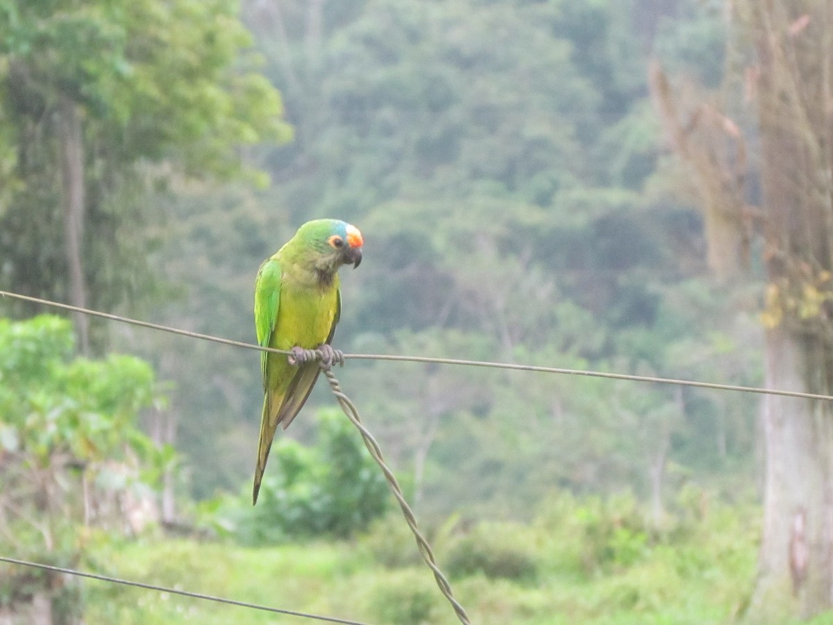 Peach-fronted Parakeet - ML646902861