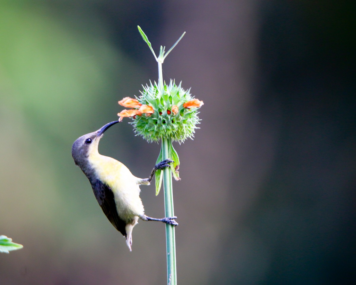 Purple Sunbird - ML646902882