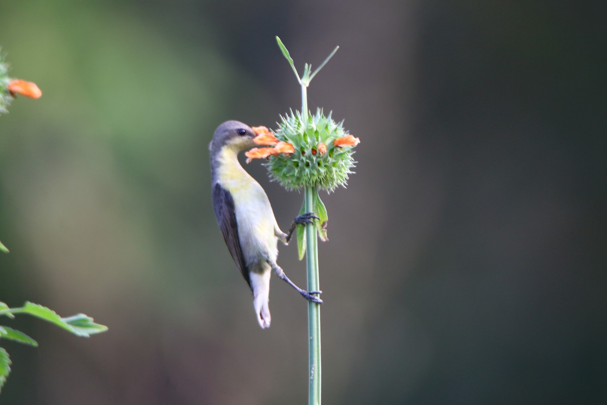Purple Sunbird - ML646902884