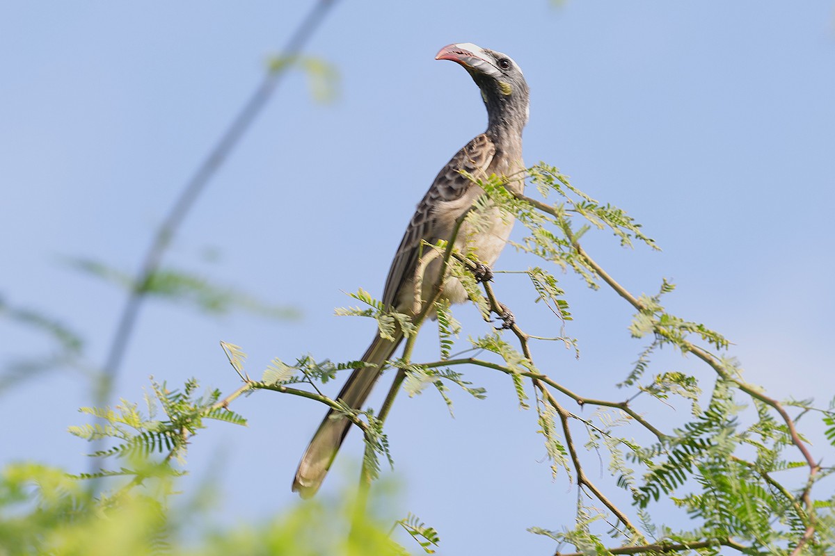 African Gray Hornbill - ML646902888