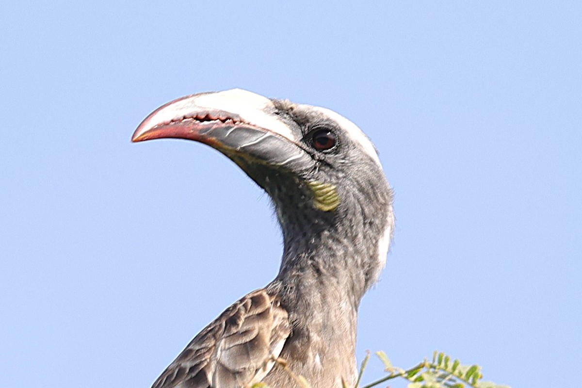 African Gray Hornbill - ML646902889