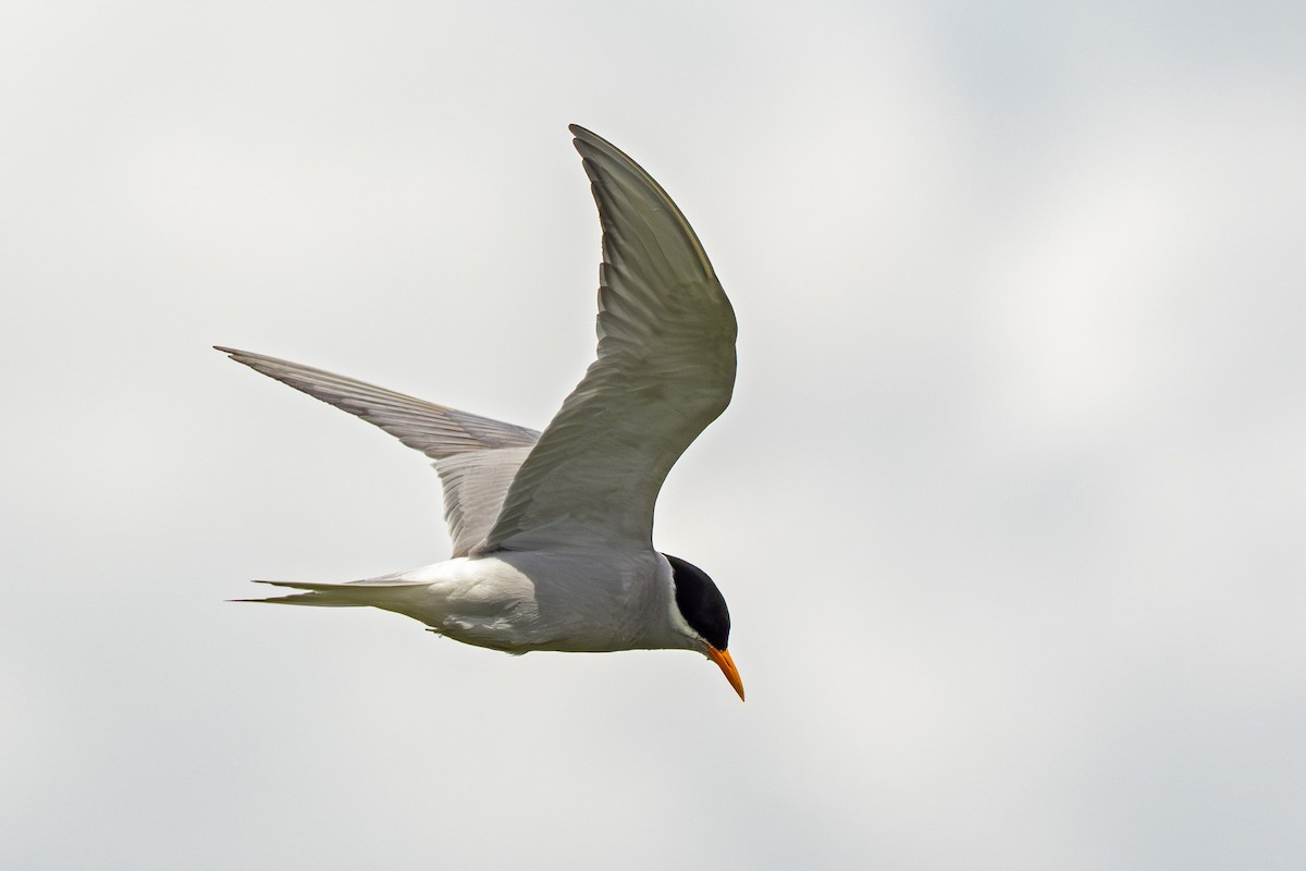 maoriterne - ML646902890