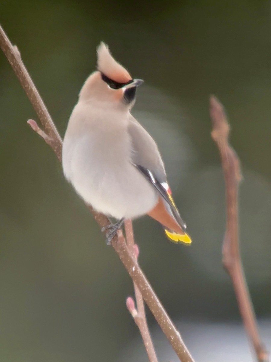 Ampelis Europeo - ML646902893