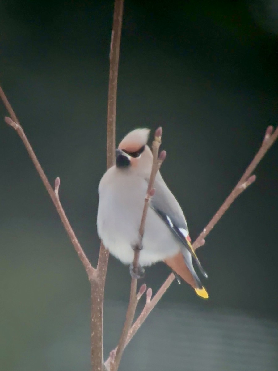 Ampelis Europeo - ML646902894