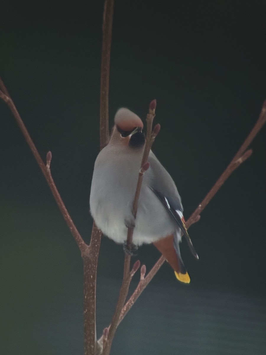 Ampelis Europeo - ML646902895