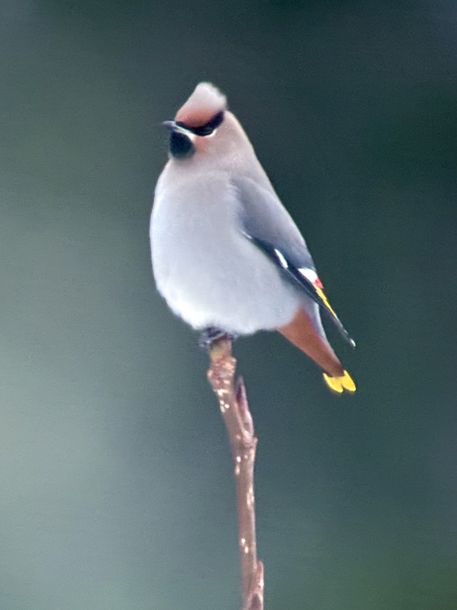 Ampelis Europeo - ML646902896