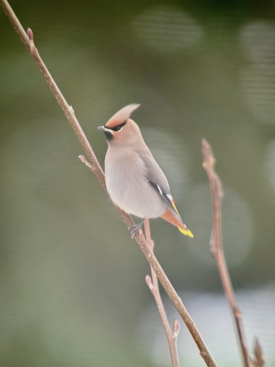 Ampelis Europeo - ML646902897