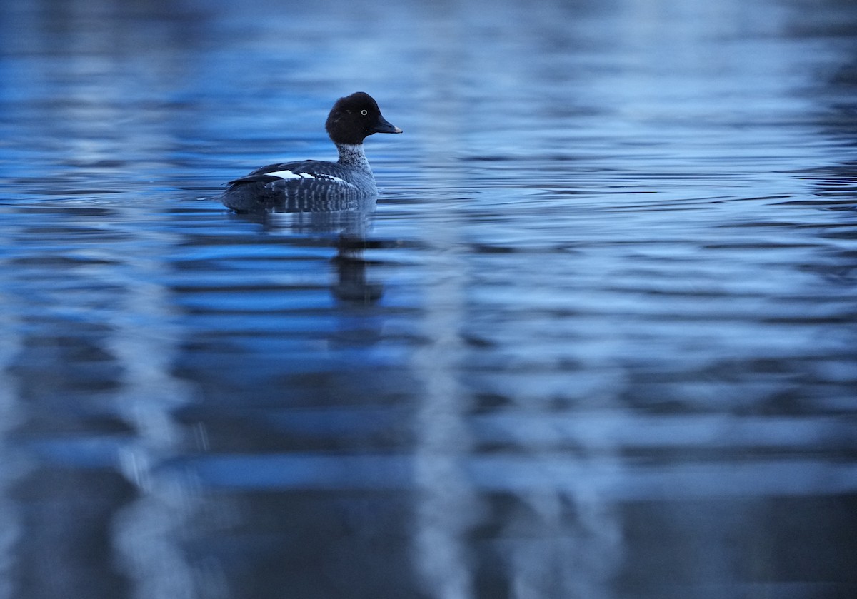 Common Goldeneye - ML646902898