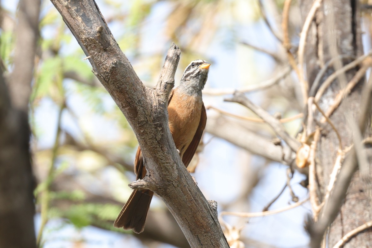Gosling's Bunting - ML646902900