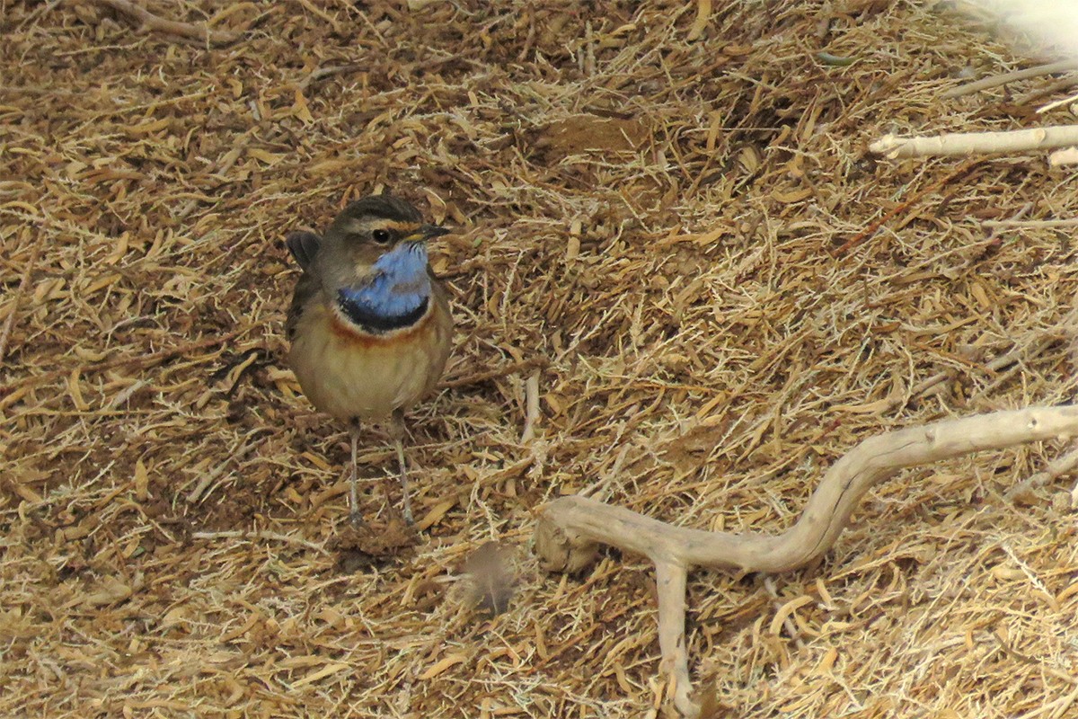 Bluethroat - ML646902901