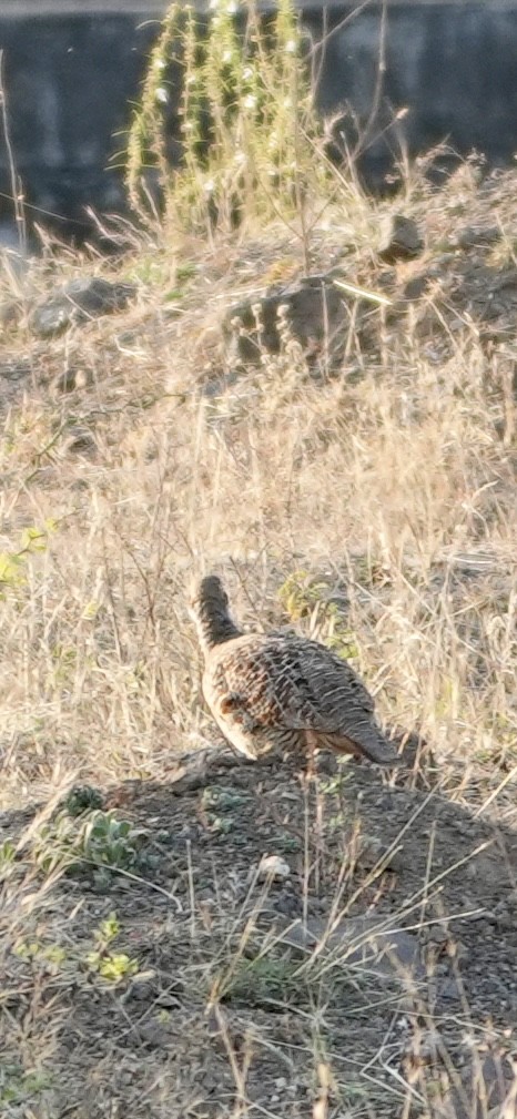 Gray Francolin - ML646902903