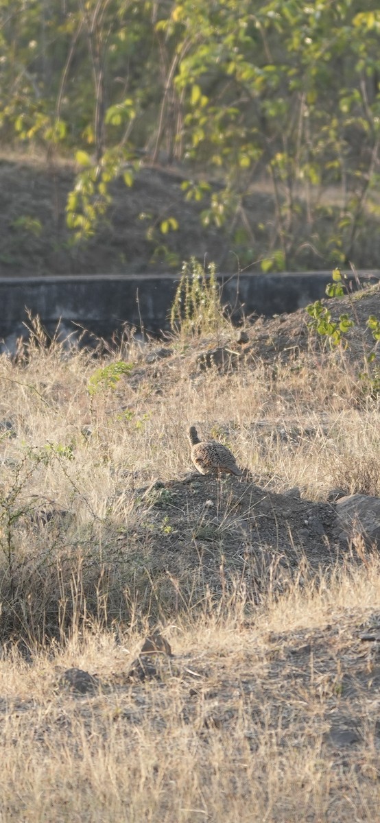 Gray Francolin - ML646902904