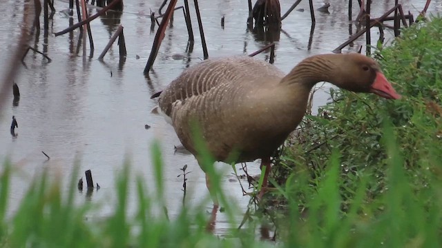 husa velká - ML646902908