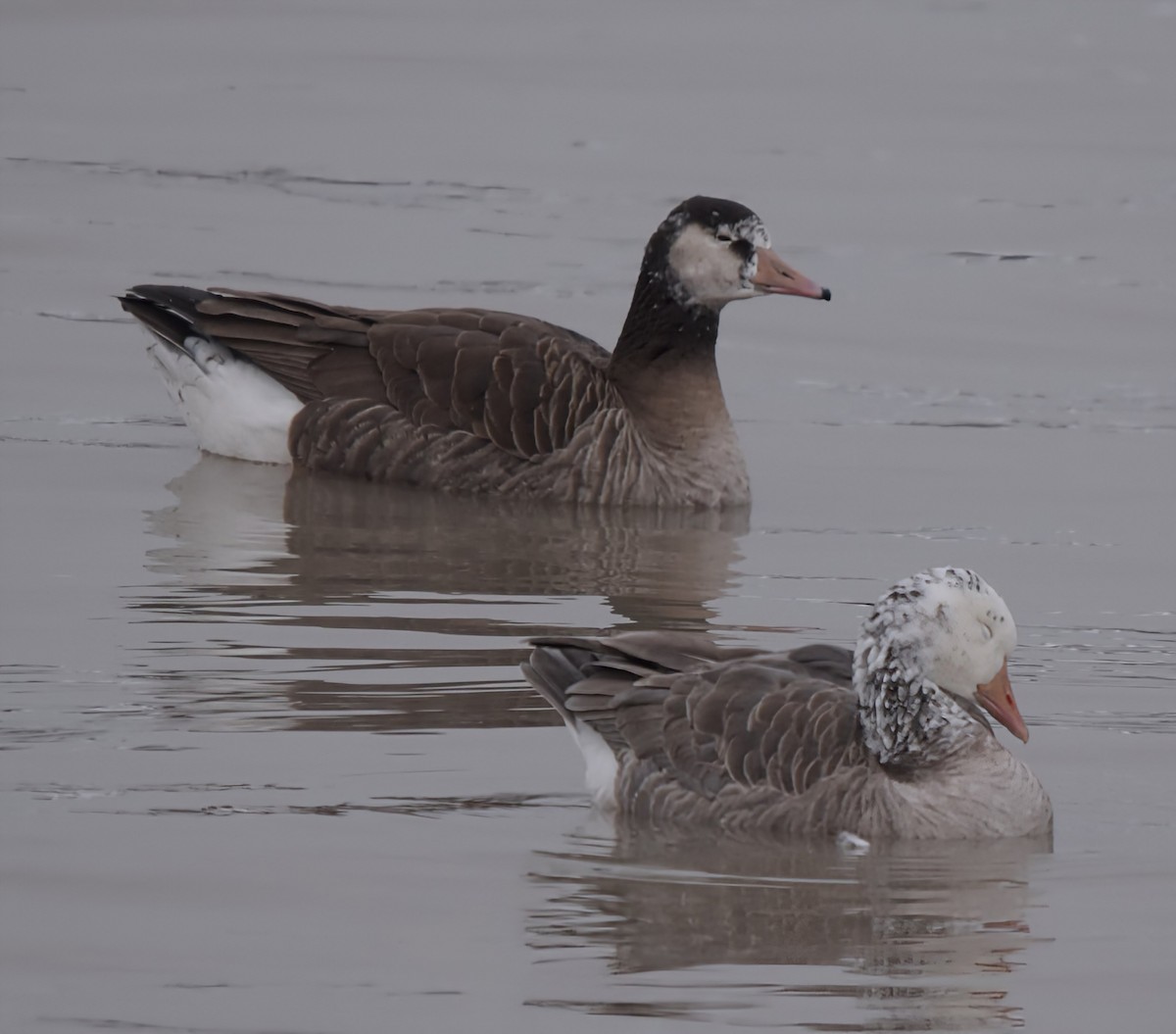 Hybride Oie cendrée x Bernache du Canada - ML646902910