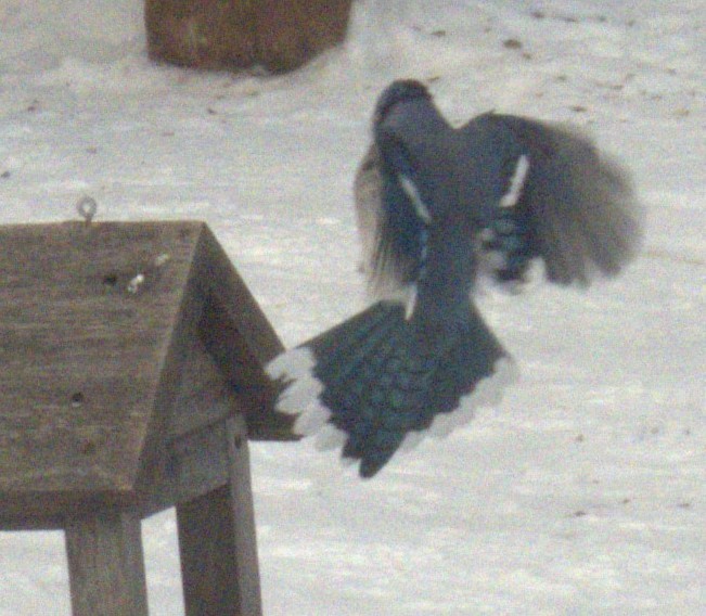 Blue Jay - ML646902916